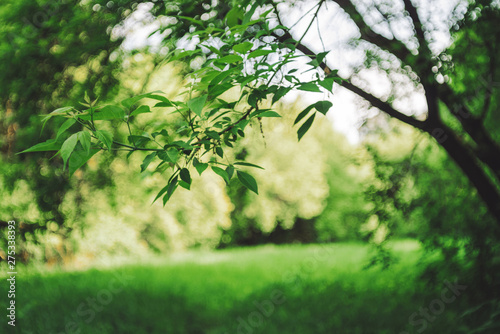 Vivid leaves of trees on bokeh background. Rich greenery in sunlight with copy space. Lush foliage close-up in sunny day. Natural green backdrop of scenic nature in backlight. Abstract texture.