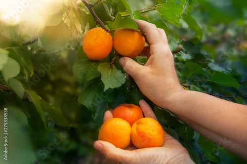 Closeup of the hand of a woman picking apricots from a tree on a fruit farm with a beautiful sun. Vintage apricot orchard.
