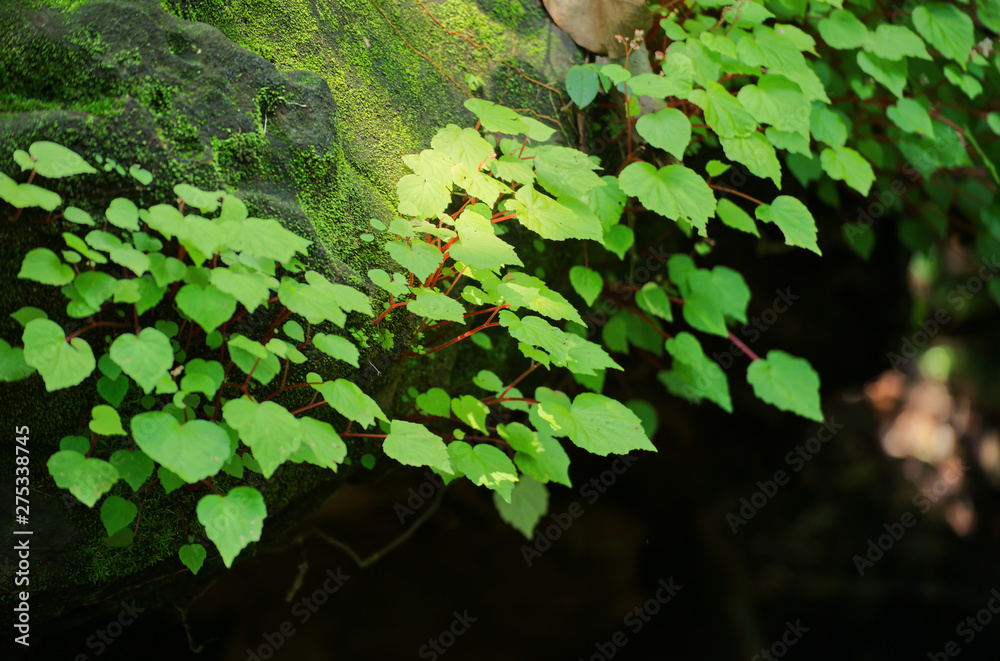 Begonia leaf on stone in rain forest, Thailand Begonia leaf on stone in rain forest, Thailand