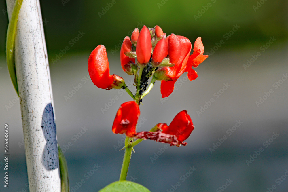Runner bean flower infested with black aphids Stock Photo Adobe Stock