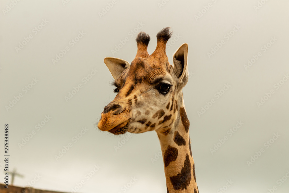 Obraz premium giraffes profiles drawings