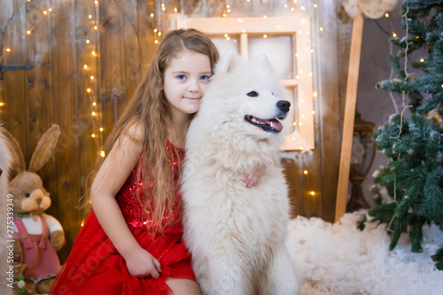  Girl and samoyed husky dog. Christmas © erainbow