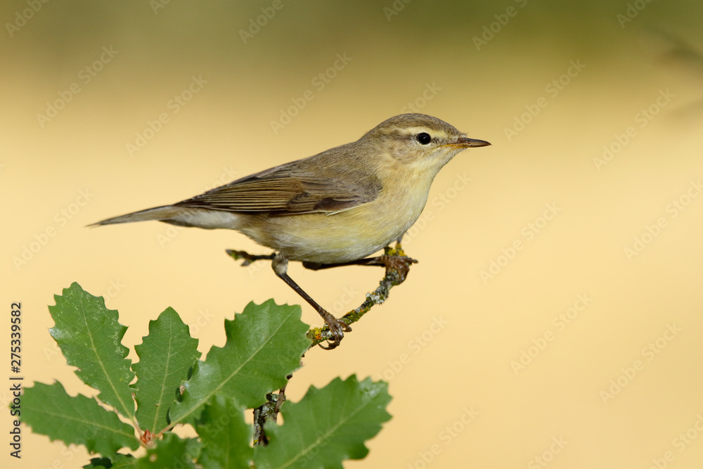 Phylloscopus trochilus, Willow Warbler perched on a branch. Migratory insectivorous bird. Spain. Europe. Phylloscopus trochilus, Willow Warbler perched on a branch. Migratory insectivorous bird. Spain. Europe.