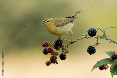 Phylloscopus trochilus, Willow Warbler perched on a branch. Migratory insectivorous bird. Spain. Europe.