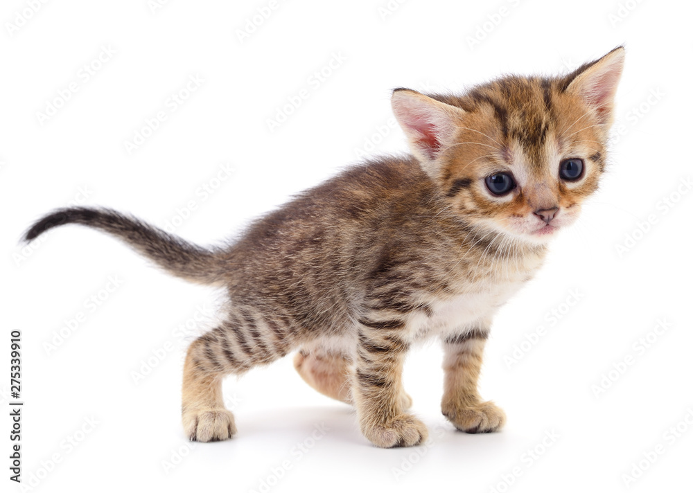 Kitten on white background. Kitten on white background.