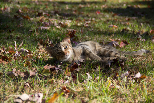 Kitty