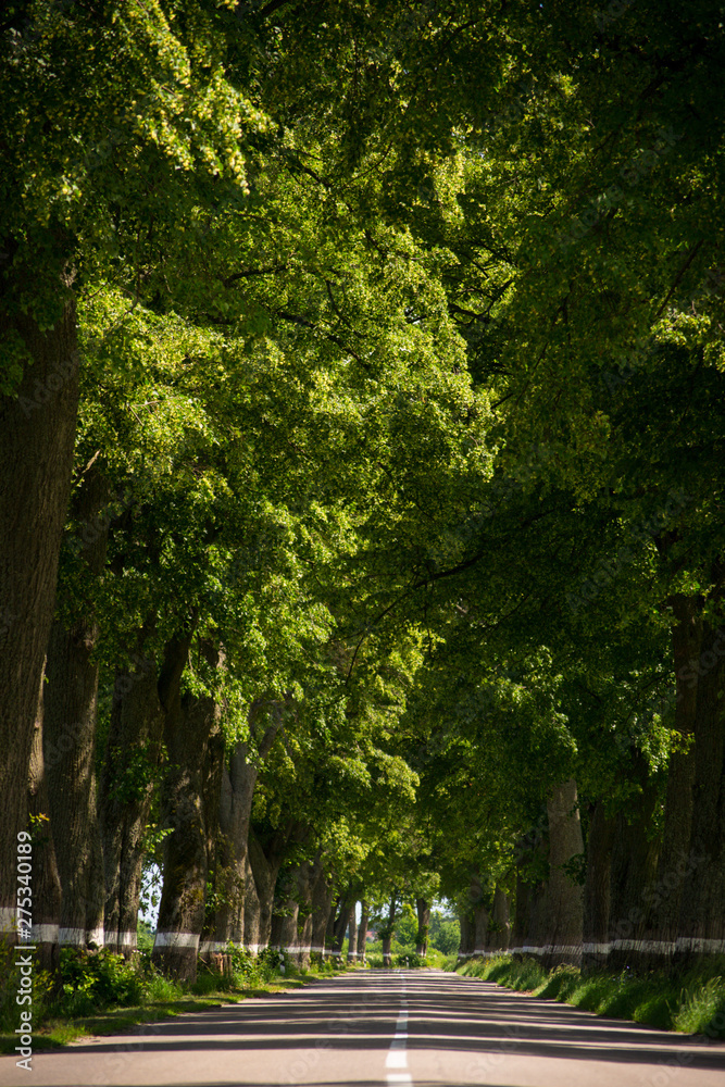 A scenic road between old trees in Europe, green corridor, Region Kaliningrad, Russia A scenic road between old trees in Europe, green corridor, Region Kaliningrad, Russia