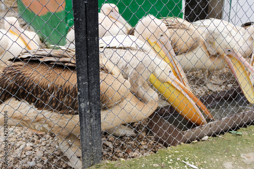 A group of pelicans at the trough.