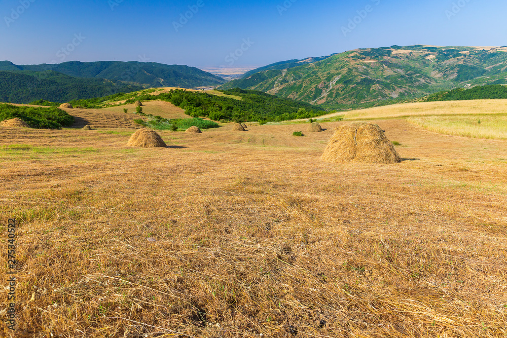 Fototapeta premium Rows of dry hay in the mountains