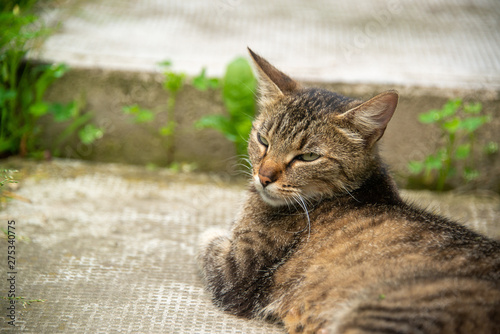 Fototapeta Naklejka Na Ścianę i Meble -  The cat rests on a sunny day