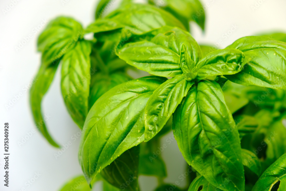 Pianta di Basilico Bio Pianta di Basilico Bio