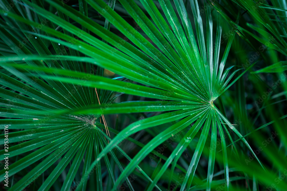 Grüne Palmenfächer Grüne Palmenfächer