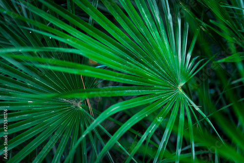 Grüne Palmenfächer