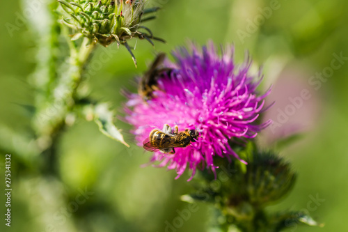 Bright flower burdock on a blurred background close-up