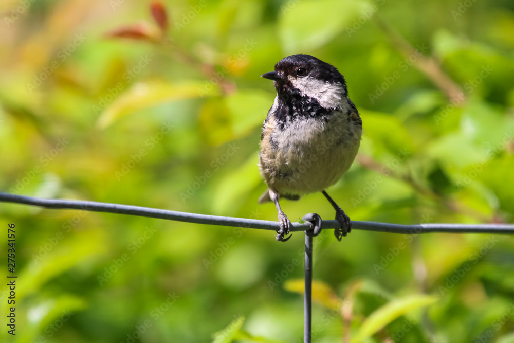 Fototapeta premium coletit