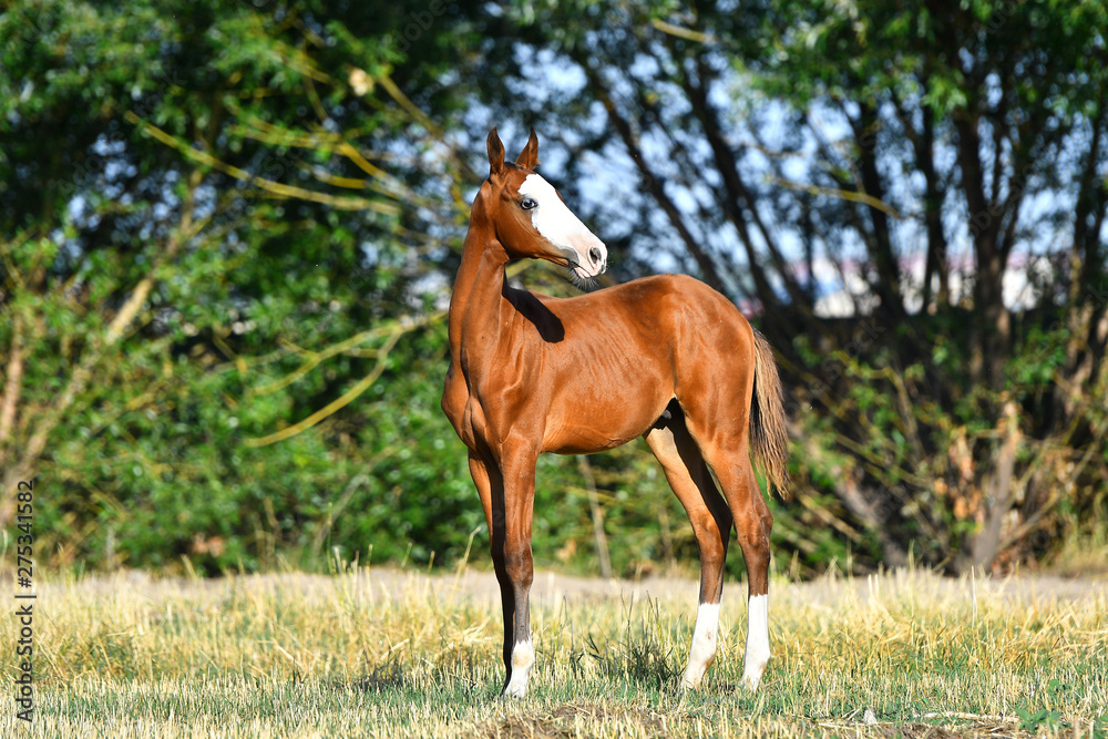 Bay Akhal Teke foal with rare white marking on a head standing in the field and looking in the distance. Bay Akhal Teke foal with rare white marking on a head standing in the field and looking in the distance.