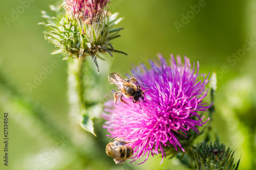 Bright flower burdock on a blurred background close-up