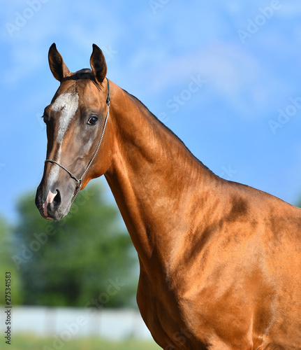 Golden chestnut Akhal Teke stallion in show halter. Animal portrait.