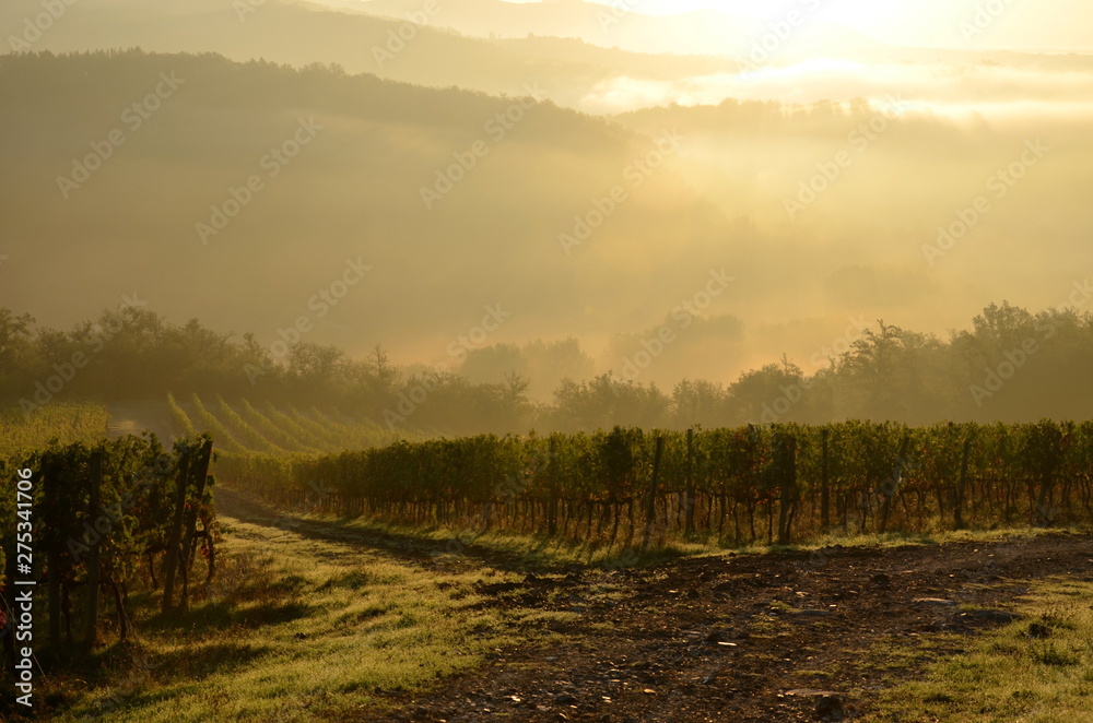 italian vineyard sunrise