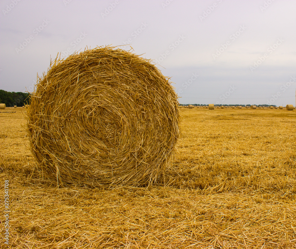 Yellow straw roll left on the field after wheat harvesting against the gray-blue sky Yellow straw roll left on the field after wheat harvesting against the gray-blue sky