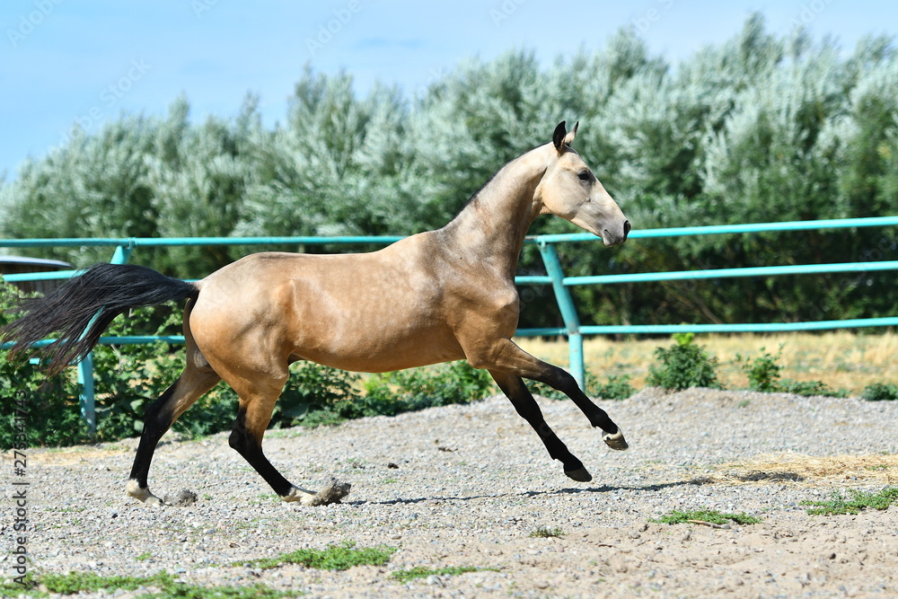 Purebred dark buckskin Akhal Teke stallion running in gallop on the grass in summer. Purebred dark buckskin Akhal Teke stallion running in gallop on the grass in summer.