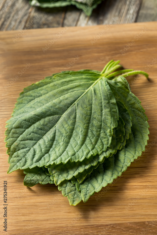 Raw Green Organic Perilla Sesame Leaves Raw Green Organic Perilla Sesame Leaves