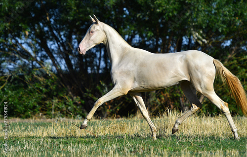 Perlino Akhal Teke stallion running in trot in the field. Side view  in motion 