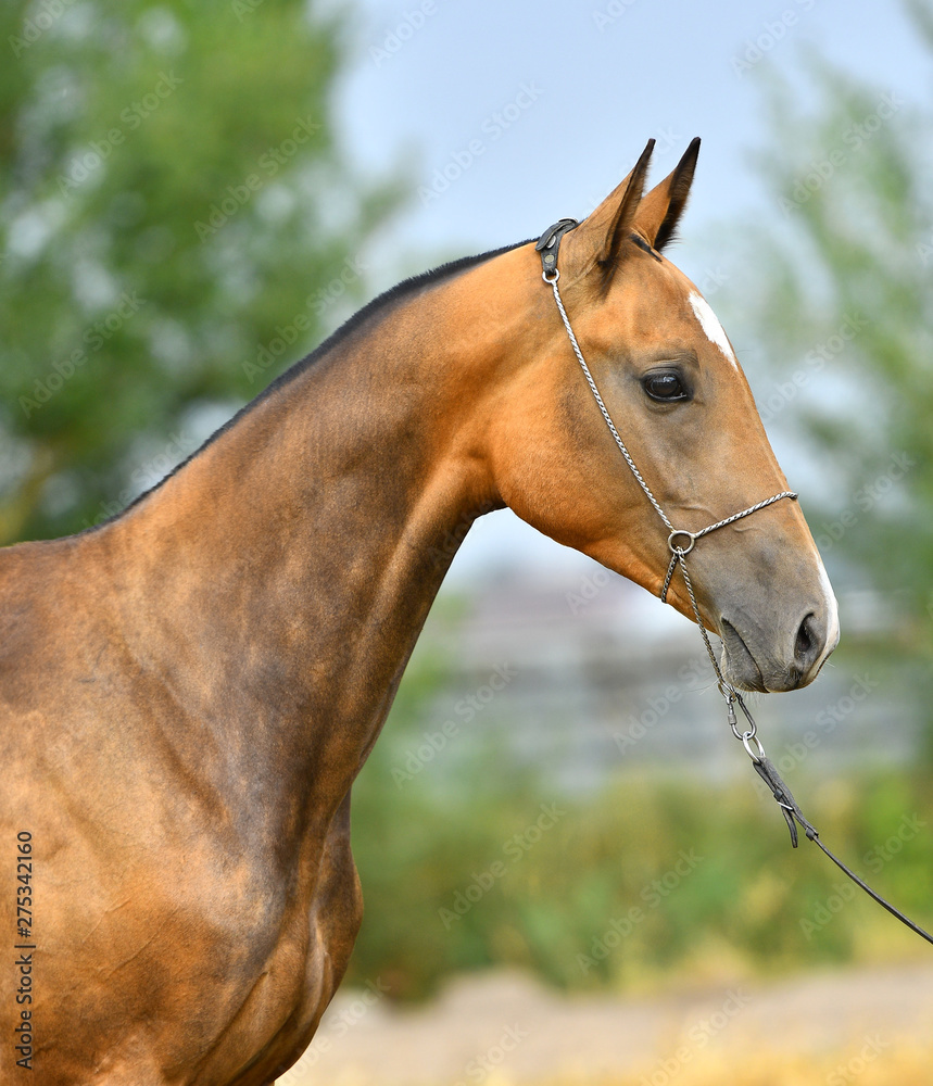 Obraz premium Ogier Bay Akhal Teke latem w pokazowym kantarze. Portret zwierzęcia.