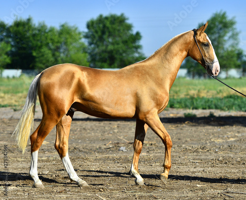 Schilderij op canvas Golden palomino Akhal Teke horse standing on the road in summer