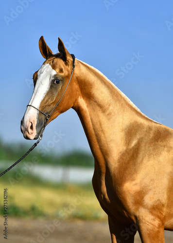 Bright chestnut Akhal Teke stallion in the show halter in summer sunlight. Animal portrait.
