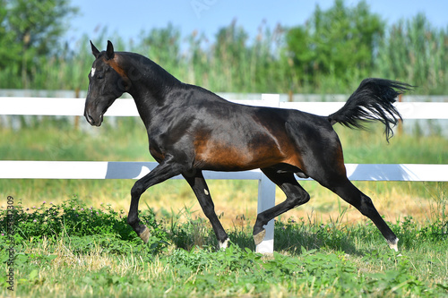 Dark bay Akhal Teke stallion running in trot along white fence in summer paddock.In motion  side view.