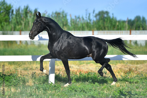Black Akhal Teke stallion running in trot along white fence in summer paddock.In motion  side view.