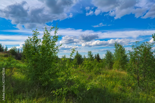 Summer meadow landscape with green grass and wild flowers on the background of a coniferous forest.