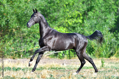 Black Akhal Teke stallion running in fast gallop along white fence in summer paddock.In motion, side view.