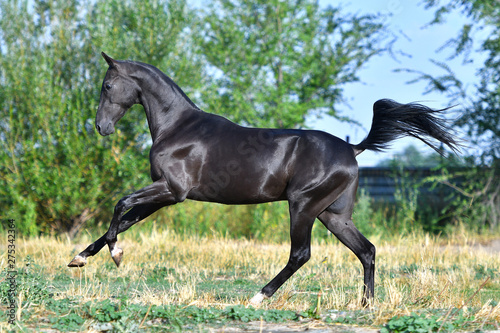 Black Akhal Teke stallion running in fast gallop along white fence in summer paddock.In motion, side view.