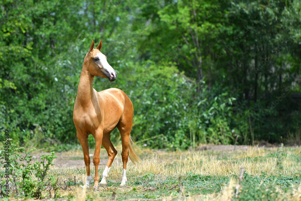 Fototapeta premium Small chestnut Akhal Teke horse with white head standing in the field with green trees around. Animal portrait.