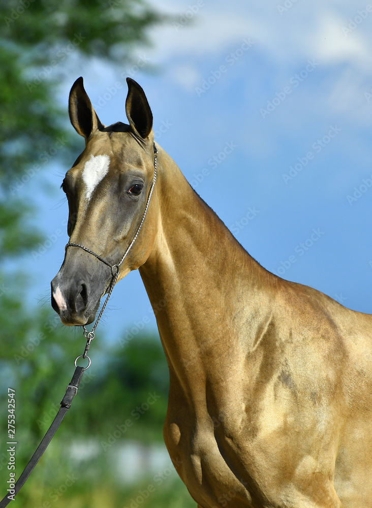 Obraz premium Golden buckskin Akhal Teke stallion in a show halter standing outside and looking into the distance. Portrait.