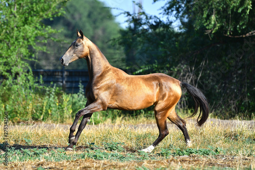 horse in the field