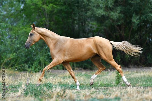 Purebred palomino Akhal Teke stallion running in trot on the grass in summer.