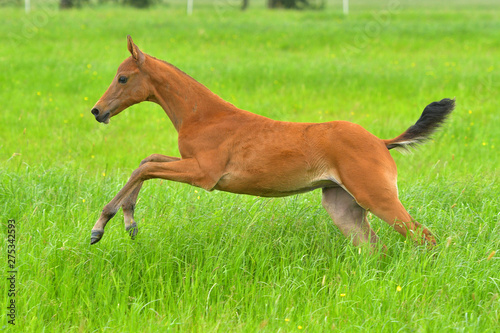 Chestnut small Akhal Teke foal running in the green summer field.  Close.