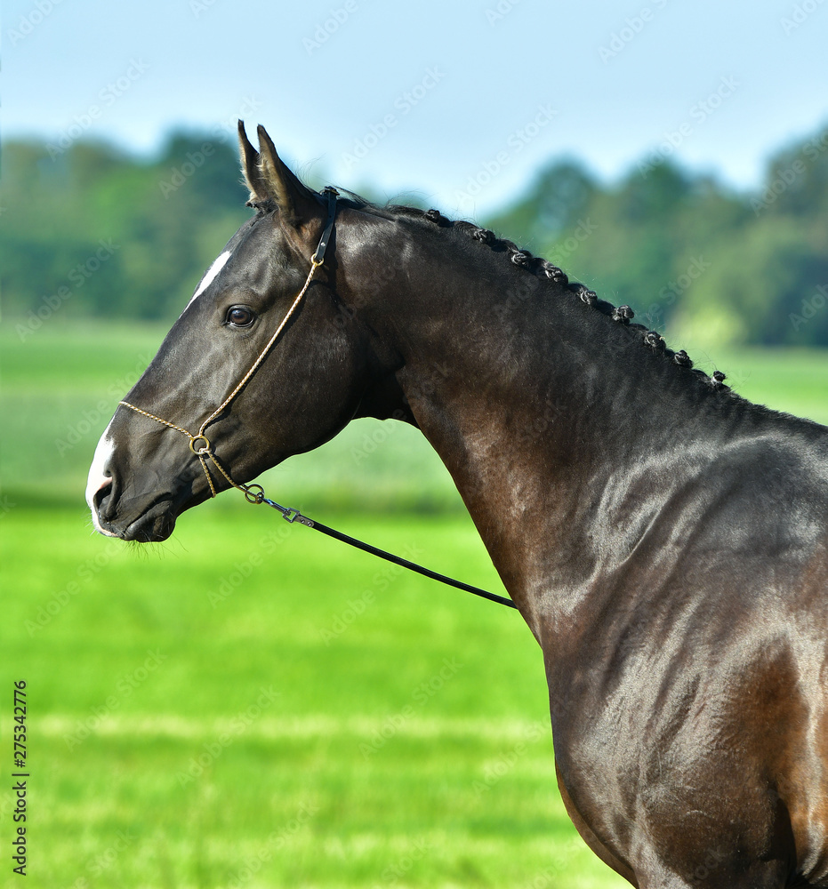 Fototapeta premium Purebred black Akhal Teke horse on a blue sky background. Portrait,