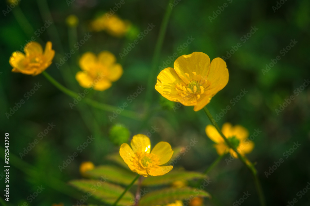 Yellow flowers close up in summer. Ranunculus acris. Yellow flowers close up in summer. Ranunculus acris.