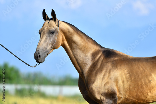 Golden buckskin Akhal Teke stallion in a show halter standing outside and looking into the distance. Portrait.