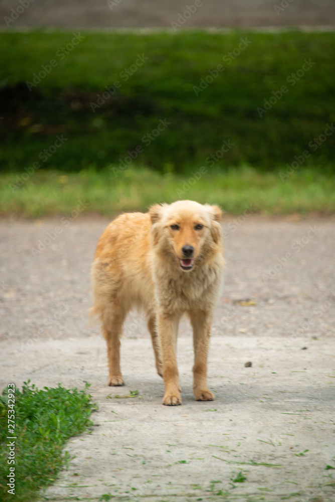 Brown dogs, on the street and in the backyard Brown dogs, on the street and in the backyard
