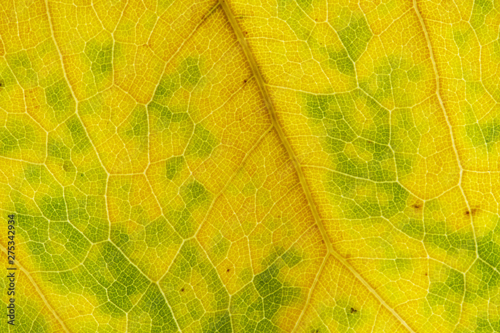 Obraz premium abstract texture of dry brown leaves for background