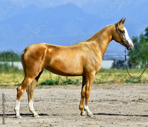 Young golden palomino Akhal Teke horse standing outside in a sun in summer. Side view.