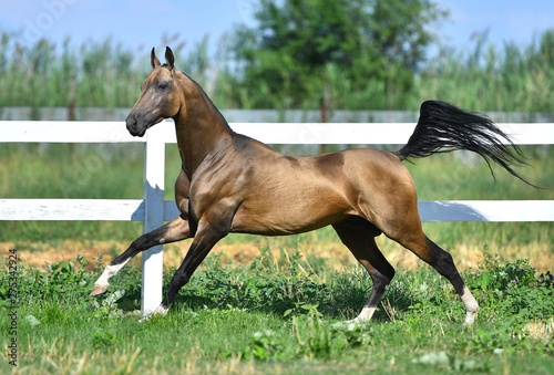 Buckskin Akhal teke stallion running in gallop along white fence in summer pasture.