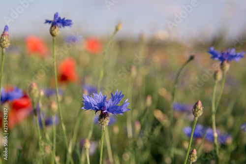 cornflower country rustic field nature blooming wild