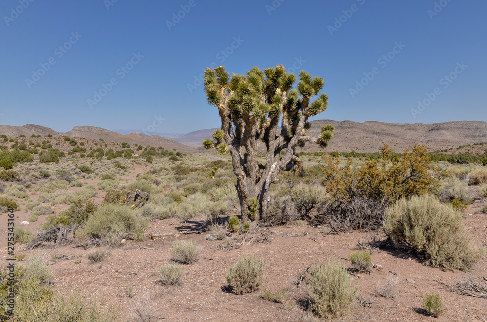 Joshua tree (Yucca brevifolia) on the desert plateau near Caliente (Lincoln county, Nevada, USA)