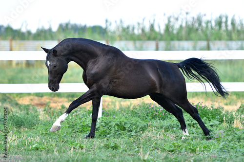 Black Akhal Teke stallion running in fast gallop along white fence in summer paddock.In motion  side view.